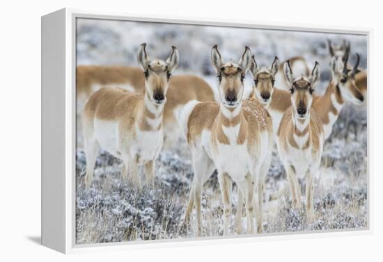 Wyoming, Sublette County. Curious group of pronghorn standing in sagebrush during the wintertime-Elizabeth Boehm-Framed Premier Image Canvas