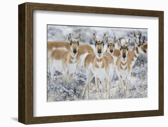 Wyoming, Sublette County. Curious group of pronghorn standing in sagebrush during the wintertime-Elizabeth Boehm-Framed Photographic Print