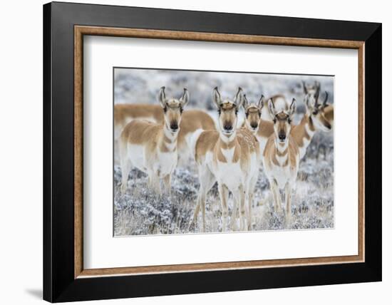 Wyoming, Sublette County. Curious group of pronghorn standing in sagebrush during the wintertime-Elizabeth Boehm-Framed Photographic Print