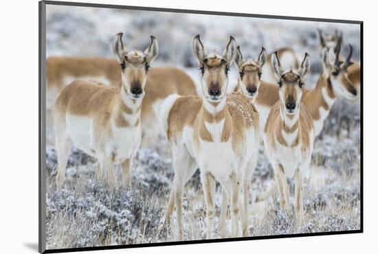 Wyoming, Sublette County. Curious group of pronghorn standing in sagebrush during the wintertime-Elizabeth Boehm-Mounted Photographic Print