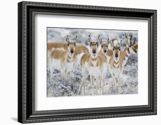 Wyoming, Sublette County. Curious group of pronghorn standing in sagebrush during the wintertime-Elizabeth Boehm-Framed Photographic Print