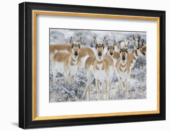 Wyoming, Sublette County. Curious group of pronghorn standing in sagebrush during the wintertime-Elizabeth Boehm-Framed Photographic Print