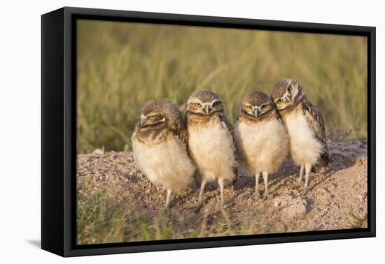 Wyoming, Sublette County. Four Burrowing Owl chicks stand at the edge of their burrow evening light-Elizabeth Boehm-Framed Premier Image Canvas