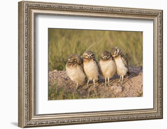 Wyoming, Sublette County. Four Burrowing Owl chicks stand at the edge of their burrow evening light-Elizabeth Boehm-Framed Photographic Print