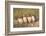 Wyoming, Sublette County. Four Burrowing Owl chicks stand at the edge of their burrow evening light-Elizabeth Boehm-Framed Photographic Print