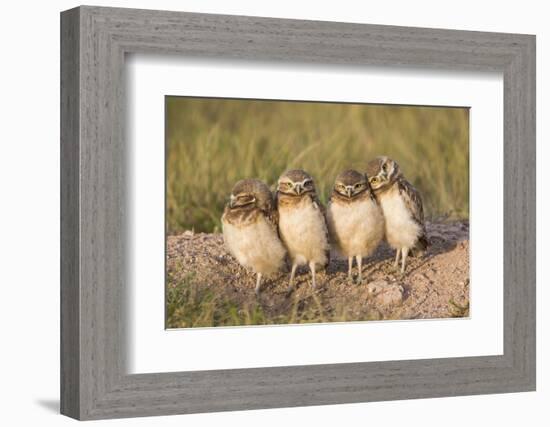 Wyoming, Sublette County. Four Burrowing Owl chicks stand at the edge of their burrow evening light-Elizabeth Boehm-Framed Photographic Print