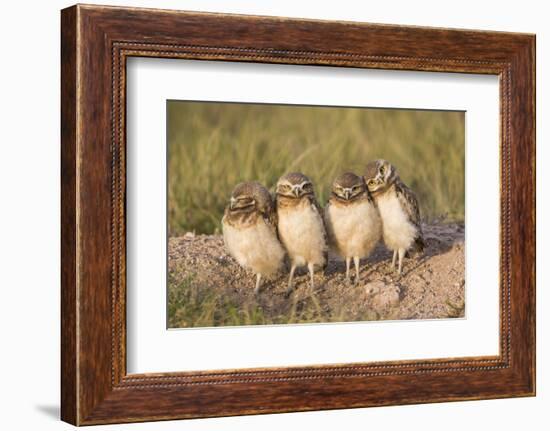 Wyoming, Sublette County. Four Burrowing Owl chicks stand at the edge of their burrow evening light-Elizabeth Boehm-Framed Photographic Print