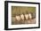 Wyoming, Sublette County. Four Burrowing Owl chicks stand at the edge of their burrow evening light-Elizabeth Boehm-Framed Photographic Print