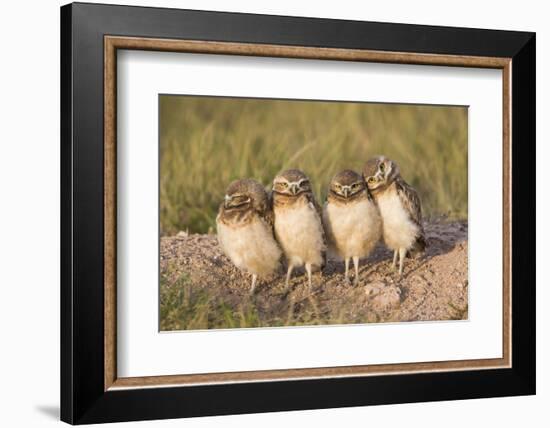 Wyoming, Sublette County. Four Burrowing Owl chicks stand at the edge of their burrow evening light-Elizabeth Boehm-Framed Photographic Print