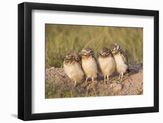 Wyoming, Sublette County. Four Burrowing Owl chicks stand at the edge of their burrow evening light-Elizabeth Boehm-Framed Photographic Print