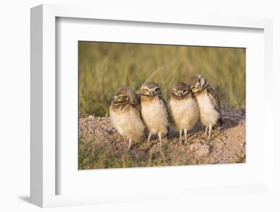 Wyoming, Sublette County. Four Burrowing Owl chicks stand at the edge of their burrow evening light-Elizabeth Boehm-Framed Photographic Print