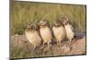 Wyoming, Sublette County. Four Burrowing Owl chicks stand at the edge of their burrow evening light-Elizabeth Boehm-Mounted Photographic Print