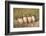 Wyoming, Sublette County. Four Burrowing Owl chicks stand at the edge of their burrow evening light-Elizabeth Boehm-Framed Photographic Print