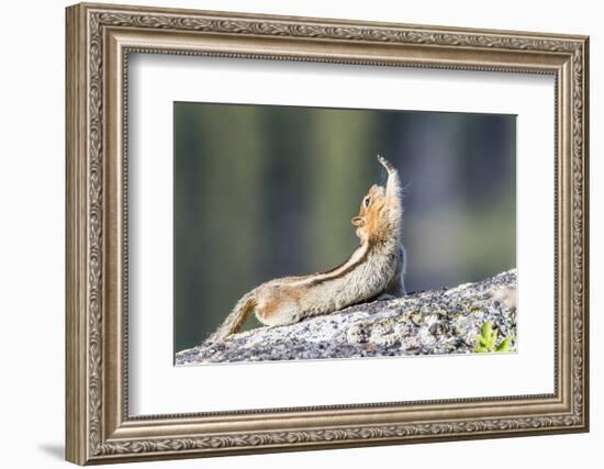 Wyoming, Sublette County. Golden-mantled Ground Squirrel stretching as if reaching for a high-five.-Elizabeth Boehm-Framed Photographic Print