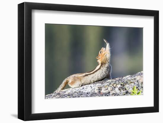 Wyoming, Sublette County. Golden-mantled Ground Squirrel stretching as if reaching for a high-five.-Elizabeth Boehm-Framed Photographic Print