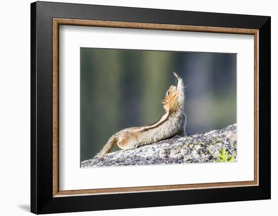 Wyoming, Sublette County. Golden-mantled Ground Squirrel stretching as if reaching for a high-five.-Elizabeth Boehm-Framed Photographic Print