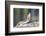 Wyoming, Sublette County. Golden-mantled Ground Squirrel stretching as if reaching for a high-five.-Elizabeth Boehm-Framed Photographic Print