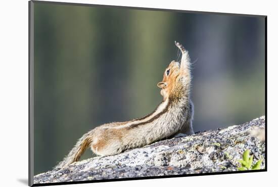 Wyoming, Sublette County. Golden-mantled Ground Squirrel stretching as if reaching for a high-five.-Elizabeth Boehm-Mounted Photographic Print