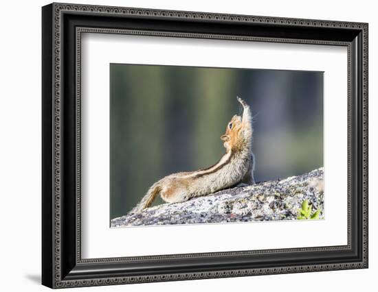 Wyoming, Sublette County. Golden-mantled Ground Squirrel stretching as if reaching for a high-five.-Elizabeth Boehm-Framed Photographic Print
