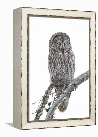 Wyoming, Sublette County, Great Gray Owl Portrait-Elizabeth Boehm-Framed Premier Image Canvas