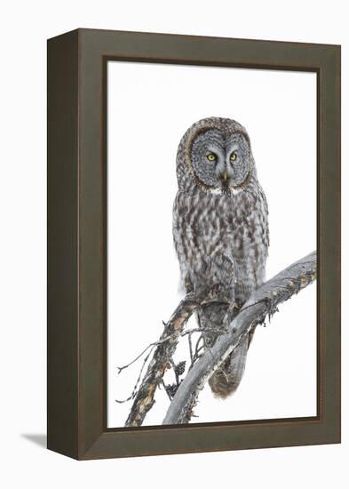 Wyoming, Sublette County, Great Gray Owl Portrait-Elizabeth Boehm-Framed Premier Image Canvas