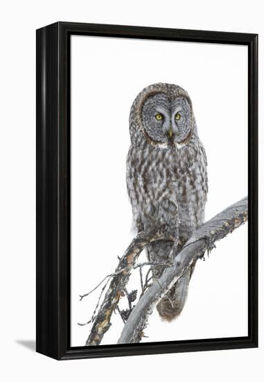 Wyoming, Sublette County, Great Gray Owl Portrait-Elizabeth Boehm-Framed Premier Image Canvas