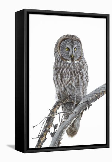 Wyoming, Sublette County, Great Gray Owl Portrait-Elizabeth Boehm-Framed Premier Image Canvas