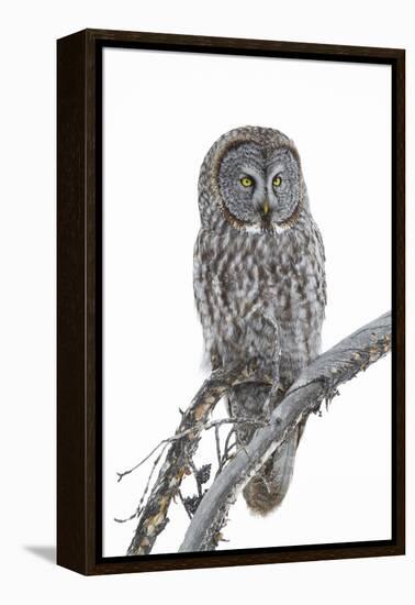 Wyoming, Sublette County, Great Gray Owl Portrait-Elizabeth Boehm-Framed Premier Image Canvas