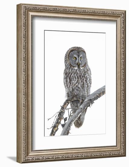 Wyoming, Sublette County, Great Gray Owl Portrait-Elizabeth Boehm-Framed Photographic Print