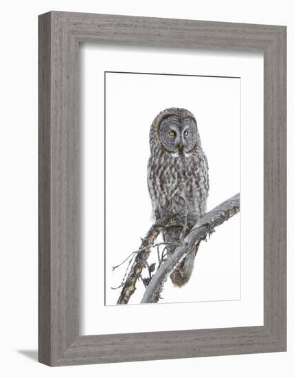 Wyoming, Sublette County, Great Gray Owl Portrait-Elizabeth Boehm-Framed Photographic Print