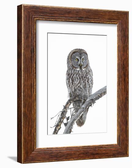 Wyoming, Sublette County, Great Gray Owl Portrait-Elizabeth Boehm-Framed Photographic Print