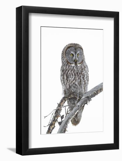 Wyoming, Sublette County, Great Gray Owl Portrait-Elizabeth Boehm-Framed Photographic Print