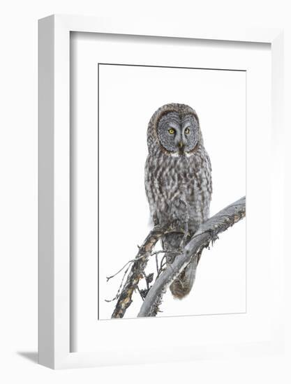 Wyoming, Sublette County, Great Gray Owl Portrait-Elizabeth Boehm-Framed Photographic Print