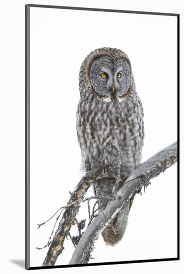 Wyoming, Sublette County, Great Gray Owl Portrait-Elizabeth Boehm-Mounted Photographic Print