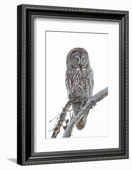 Wyoming, Sublette County, Great Gray Owl Portrait-Elizabeth Boehm-Framed Photographic Print