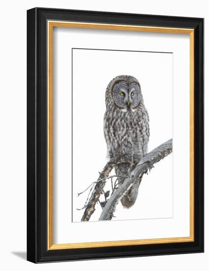 Wyoming, Sublette County, Great Gray Owl Portrait-Elizabeth Boehm-Framed Photographic Print