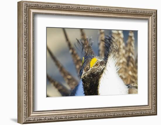 Wyoming, Sublette County, Greater Sage Grouse Head Shot-Elizabeth Boehm-Framed Photographic Print