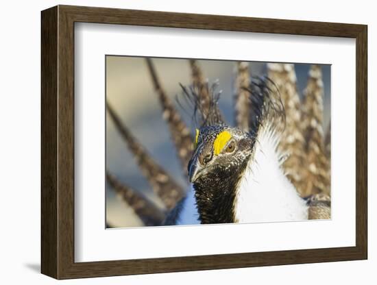 Wyoming, Sublette County, Greater Sage Grouse Head Shot-Elizabeth Boehm-Framed Photographic Print