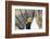 Wyoming, Sublette County, Greater Sage Grouse Head Shot-Elizabeth Boehm-Framed Photographic Print