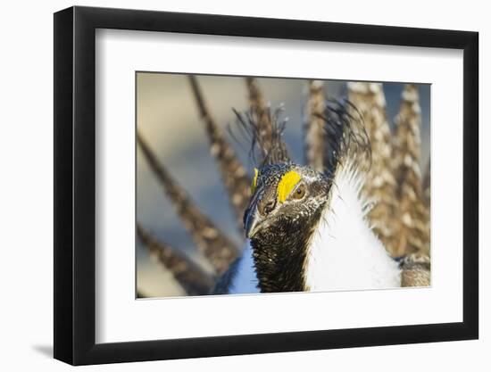 Wyoming, Sublette County, Greater Sage Grouse Head Shot-Elizabeth Boehm-Framed Photographic Print
