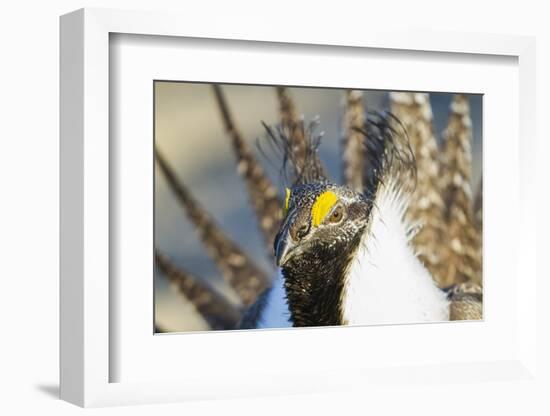 Wyoming, Sublette County, Greater Sage Grouse Head Shot-Elizabeth Boehm-Framed Photographic Print