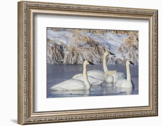 Wyoming, Sublette County. Group of five Trumpeter Swans sitting on a partially ice-covered pond-Elizabeth Boehm-Framed Photographic Print