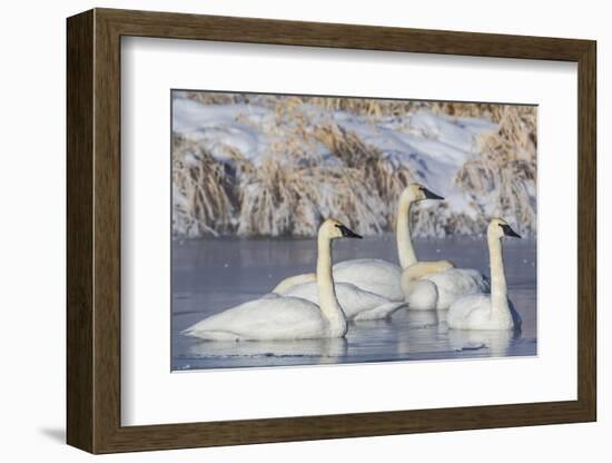 Wyoming, Sublette County. Group of five Trumpeter Swans sitting on a partially ice-covered pond-Elizabeth Boehm-Framed Photographic Print