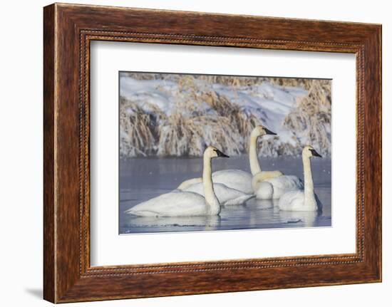 Wyoming, Sublette County. Group of five Trumpeter Swans sitting on a partially ice-covered pond-Elizabeth Boehm-Framed Photographic Print