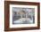 Wyoming, Sublette County. Group of five Trumpeter Swans sitting on a partially ice-covered pond-Elizabeth Boehm-Framed Photographic Print