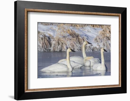 Wyoming, Sublette County. Group of five Trumpeter Swans sitting on a partially ice-covered pond-Elizabeth Boehm-Framed Photographic Print