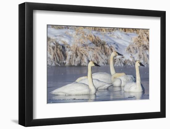 Wyoming, Sublette County. Group of five Trumpeter Swans sitting on a partially ice-covered pond-Elizabeth Boehm-Framed Photographic Print