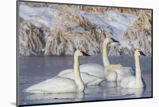 Wyoming, Sublette County. Group of five Trumpeter Swans sitting on a partially ice-covered pond-Elizabeth Boehm-Mounted Photographic Print