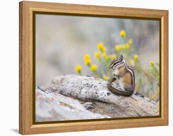 Wyoming, Sublette County, Least Chipmunk with Front Legs Crossed-Elizabeth Boehm-Framed Premier Image Canvas