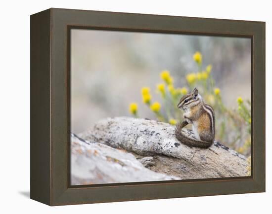 Wyoming, Sublette County, Least Chipmunk with Front Legs Crossed-Elizabeth Boehm-Framed Premier Image Canvas